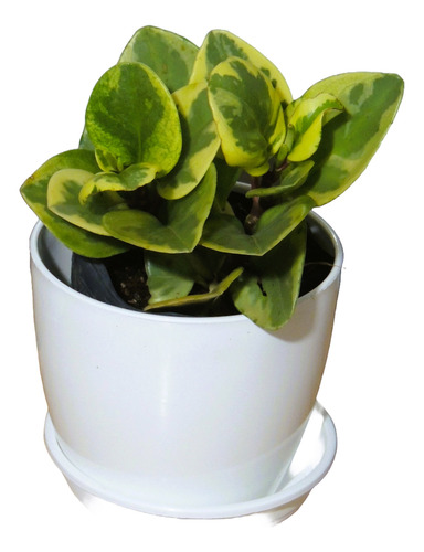 Planta Interior Peperomia Variegada C/maceta12 Premium Plato