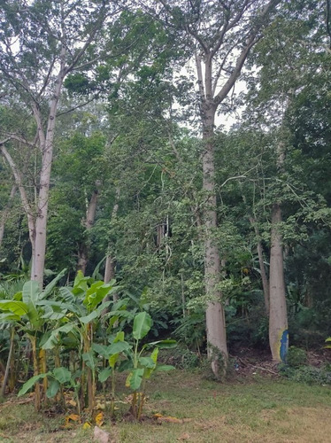 Imagen 12 de 12 de Terreno En San Pancho