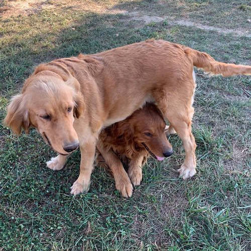 Cachorras Y Cachorros De Criadero Pinamar Golden Retriever