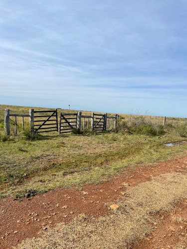 240 Has- Rivera - Ideal Inversor U$ 1500/ha