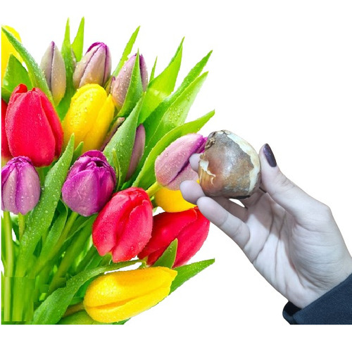 Bulbos De Tulipanes Exoticos X 1 Bulbos-semillas