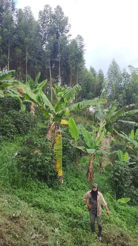 Vendo Finca Productiva En La Vereda La Capilla De Santa Rosa De Cabal 27 Cuadras O 17 Hectareas
