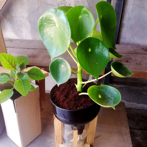 Imagen 5 de 10 de Cuchara Little Plant 27 Con Soporte, Maceta Autorregante