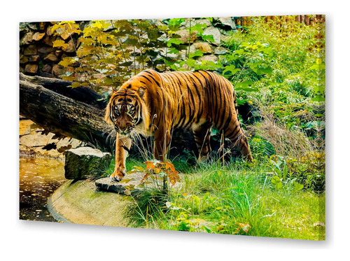 Cuadro 50x75cm Tigre Rayado Selva Cruzando Rio Selva