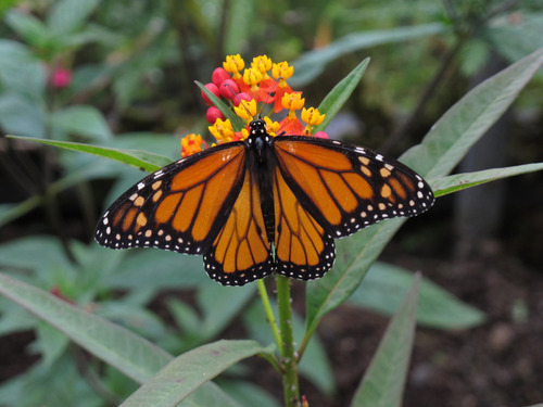 Alimento Para Mariposas - Asclepia Curassavica