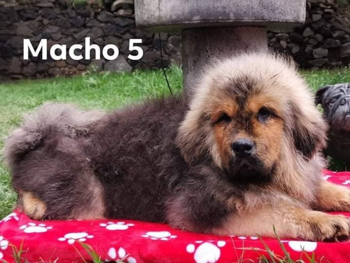 Cachorros Mastín Tibetano 