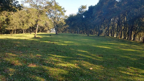 Imagem 17 de 29 de Terreno A Venda No Bairro Campina Da Barra Em Araucária - - 5584-1