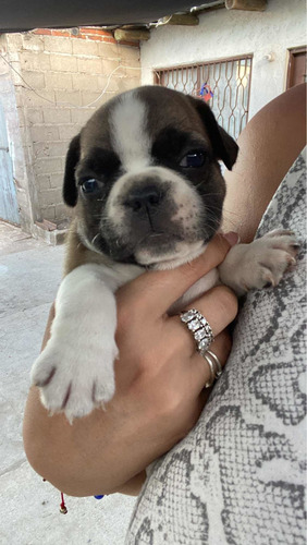 Imagen 2 de 5 de Bulldog Francés Bebé Entrega 20 De Marzo