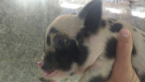 Mini Pig Mini Porquinho