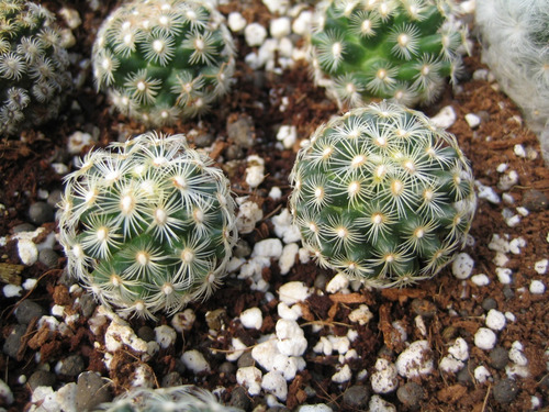Imagen 5 de 9 de Abono Para Suculentas Y Cactus. Fertilizante Orgánico