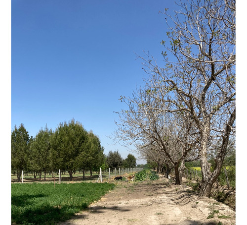 Campo Con Casa-galpones-riego-plantacion Trufas-corrales-maquinaria-muebles-oportunidad Única Para Invertir! Venta A Tranquera Cerrada.