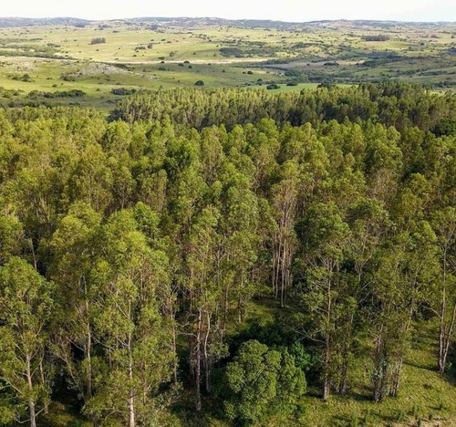 Campo En Venta