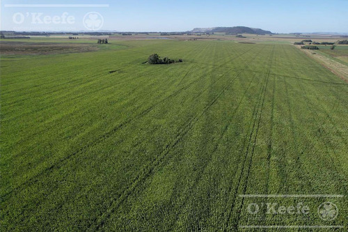 Imagen 7 de 15 de Campo En Venta De 113 Has En Balcarce 90 % Agrícola - Suelos Clase 1 Y 2