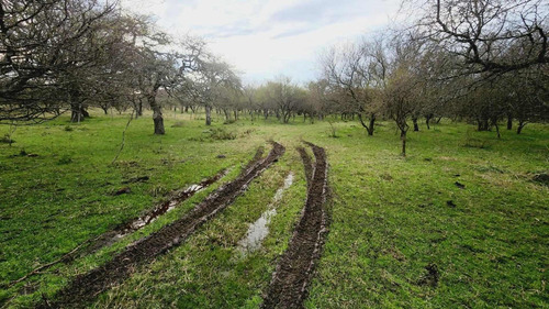 Imagen 4 de 12 de Campo En Venta, Costa Uruguay Sur 0