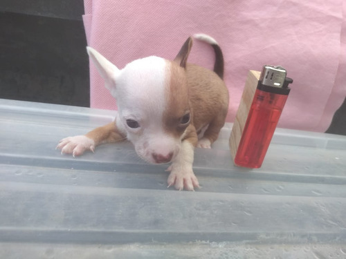 Cachorra Chihuahua Tacita Miniatura Bolsillo 