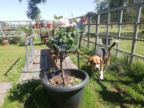 Hotel Pensionado Guardería Para Perros - Villa Canina