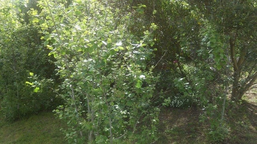 Imagen 7 de 16 de Terreno En Venta En Pinamar