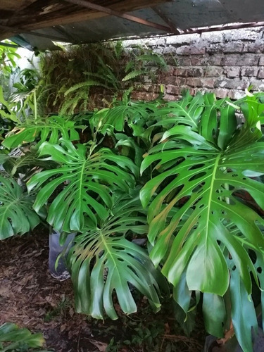 Imagen 4 de 10 de Monstera Deliciosa