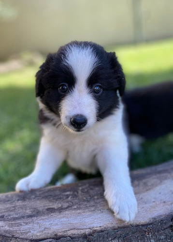 Cachorro Border Collie 02