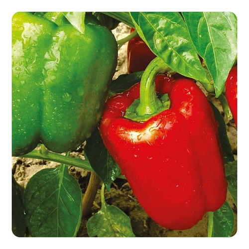 Sementes De Capsicum Annuum Isla - 3g