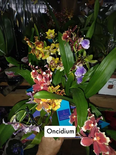 Orquidea Oncidium Adulta Sin Flor