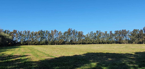 Imagen 7 de 13 de Venta Chacra 6,5 Hectareas Sobre Luis Batlle Berres