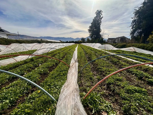 Inversión Agroindustrial Lista Para Operar | 1 Hectárea T...