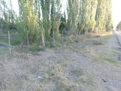 Imagen 21 de 28 de Vendo/permuto Finca Apto Todo Destino (viña, Cultivos Grales Y Ademas Cannabis Medicinal) O Loteo Club De Campo -alto Del Algarrobal-san Rafael -mendoza Sobre Rn 146 Km 376.1