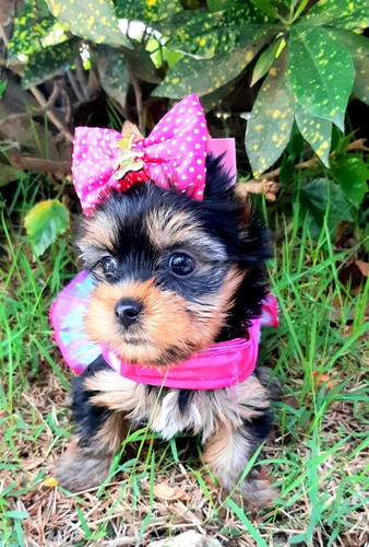 Yorkshire Baby Face Micro Fotos Reais Da Bebe Mercado Livre Yorkshire Baby Face Micro Fotos Reais Da Bebe Mercado Livre