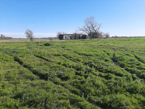 Imagen 4 de 7 de Venta Campo Agricola Ruta 2 El Peligro 198 Hectareas