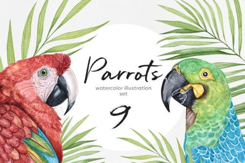 Kit Imágenes Digitales Loros Papagayos 24979800