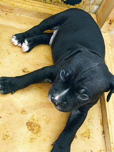 American Bully Filhotes