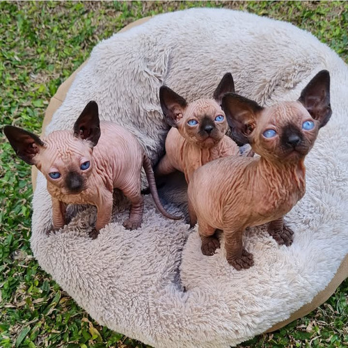 Gatos Sphynx. Esfinge. Pelados. Soñados!!