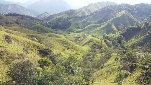 Finca Ganadera Productiva En San Luis Ant Vereda La Josefina