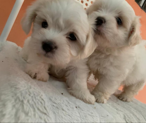 Cachorros Bichon Maltés 