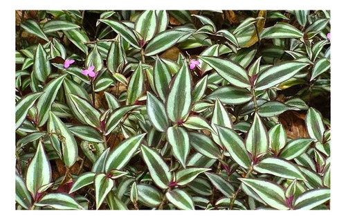 10 Mudas De Lambari Roxo Ornamental Roxo