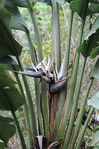 Imagen 4 de 9 de Strelitzia Nicolai (ave Del Paraíso Gigante) 15lts
