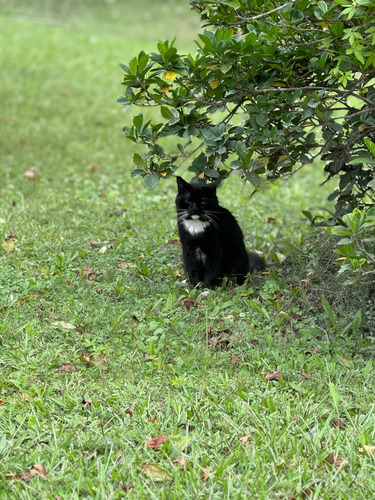 Gato En Adopción