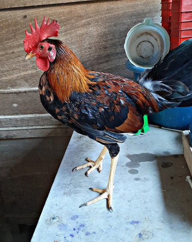 Gallos Finos Piqueros S/500sol