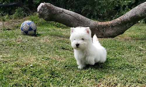 Westy Terrier Exclusivos