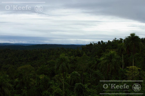 Imagen 22 de 30 de Grandes Extensiones De Bosque Nativo En Misiones - Bonos Verdes- Ideal Conservacionistas