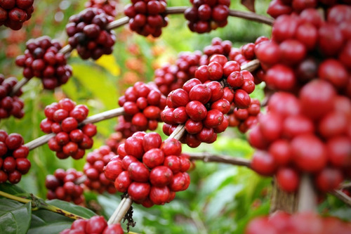 80 Sementes Café Arábica Resistente À Seca Pragas E Doenças