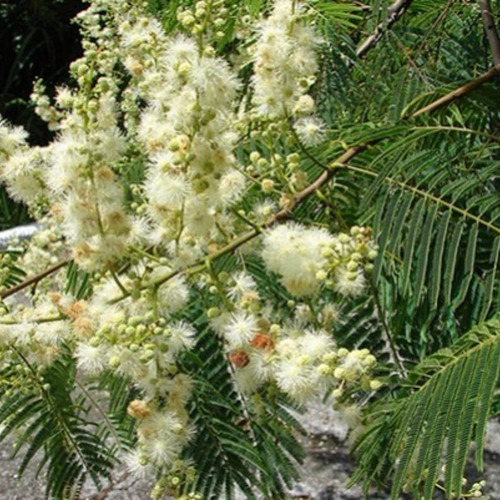 1000 Sementes P Muda Angico Branco Cerrado Praça Jardim Faz