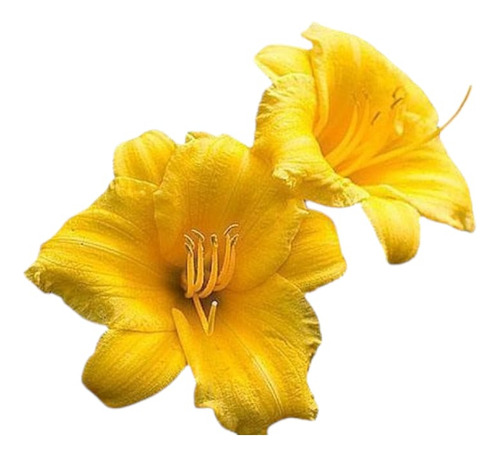 Planta Hermelocallis O Azucenas(hermelocallis)