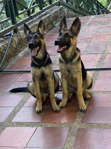 Cachorros Pastor Alemán