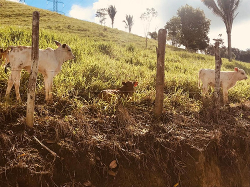 Imagem 12 de 15 de Fazenda Para Venda Em São Benedito Do Sul, Zona Rural - In - 006_1-2014337