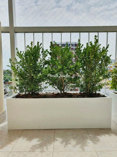 Maceta 100x30x30 Con Buxus Cerco Balcón Puerto Jardín