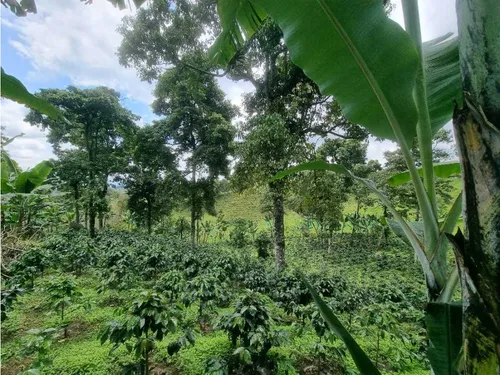 En Venta Finca Cafetera Certificada En Filandia Quindio