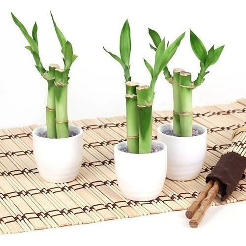 Imagen 5 de 8 de Recuerdos De Bambu Personalizados De La Suerte, Natural