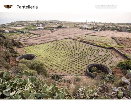 Moscato Natural Di Pantelleria Doc Vinho Sobremesa Italiano